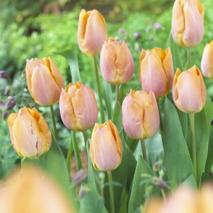 Tulipa Salmon Prince - Pack of 6
