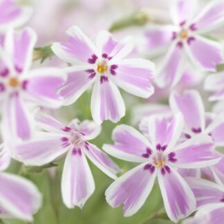 Phlox Subulata Candy Stripe