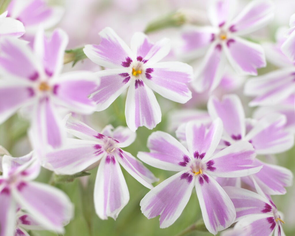 Phlox Subulata Candy Stripe