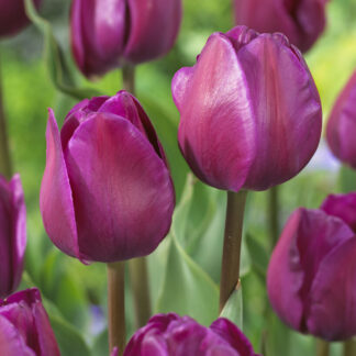 Tulip Negrita - Pack of 6 Bulbs