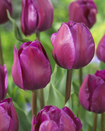 Tulip Negrita - Pack of 6 Bulbs