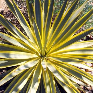 Yucca Gloriosa Citrus Twist - Variegated