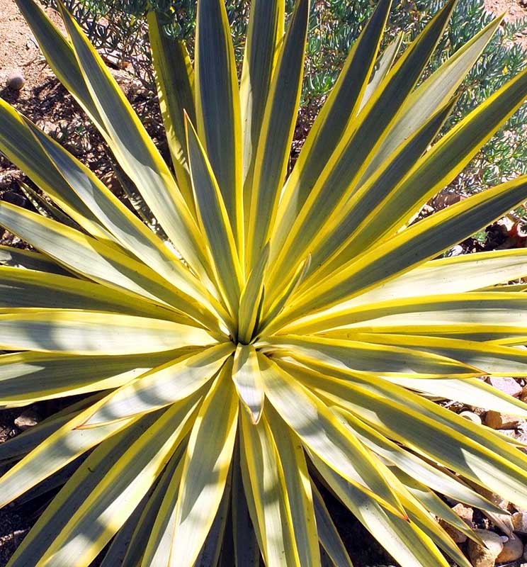 Yucca Gloriosa Citrus Twist - Variegated