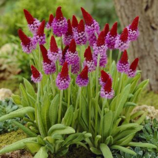 Primula Viallii
