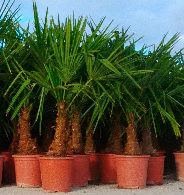 Trachycarpus Fortunei - Large Hardy Windmill Palm - 80-120cms