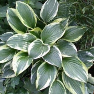 Hosta Independence