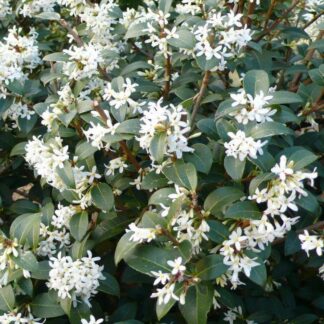 Osmanthus x Burkwoodii - Evergreen Shrub - Large Specimen