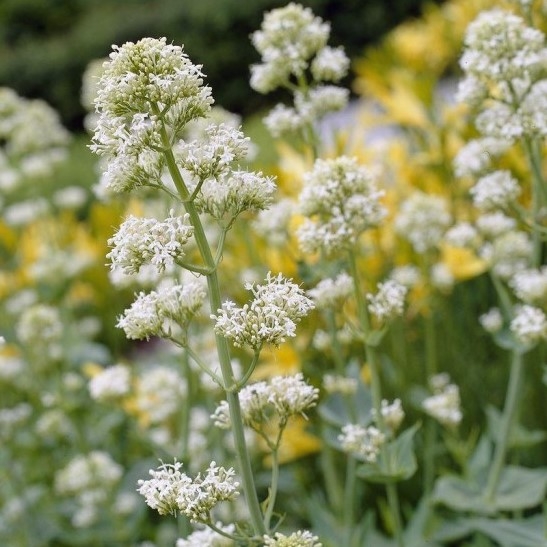 Centranthus Ruber Albus - Valerian "Snow Cloud"