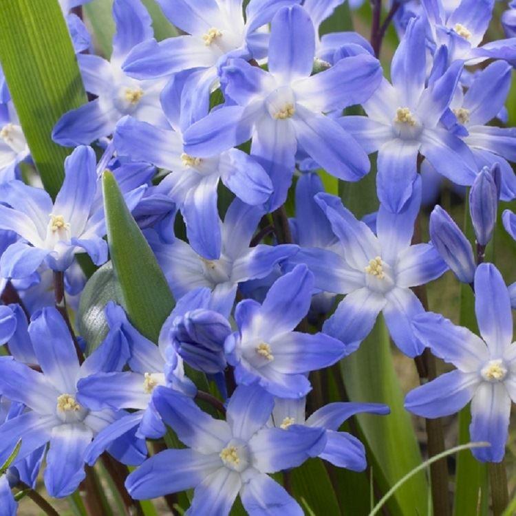 Chionodoxa Blue Giant - Glory of The Snow - Pack of 12
