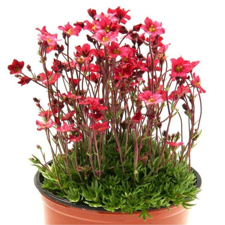 Saxifraga Mossy Red - Cushion Saxifrage Plants