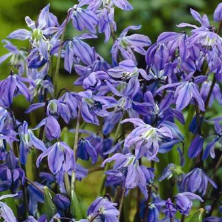Scilla Sibirica - Siberian Squills - Pack of 15 Bulbs