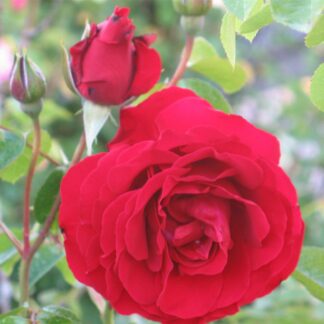 Rose 'Dublin Bay' - Climbing Rose