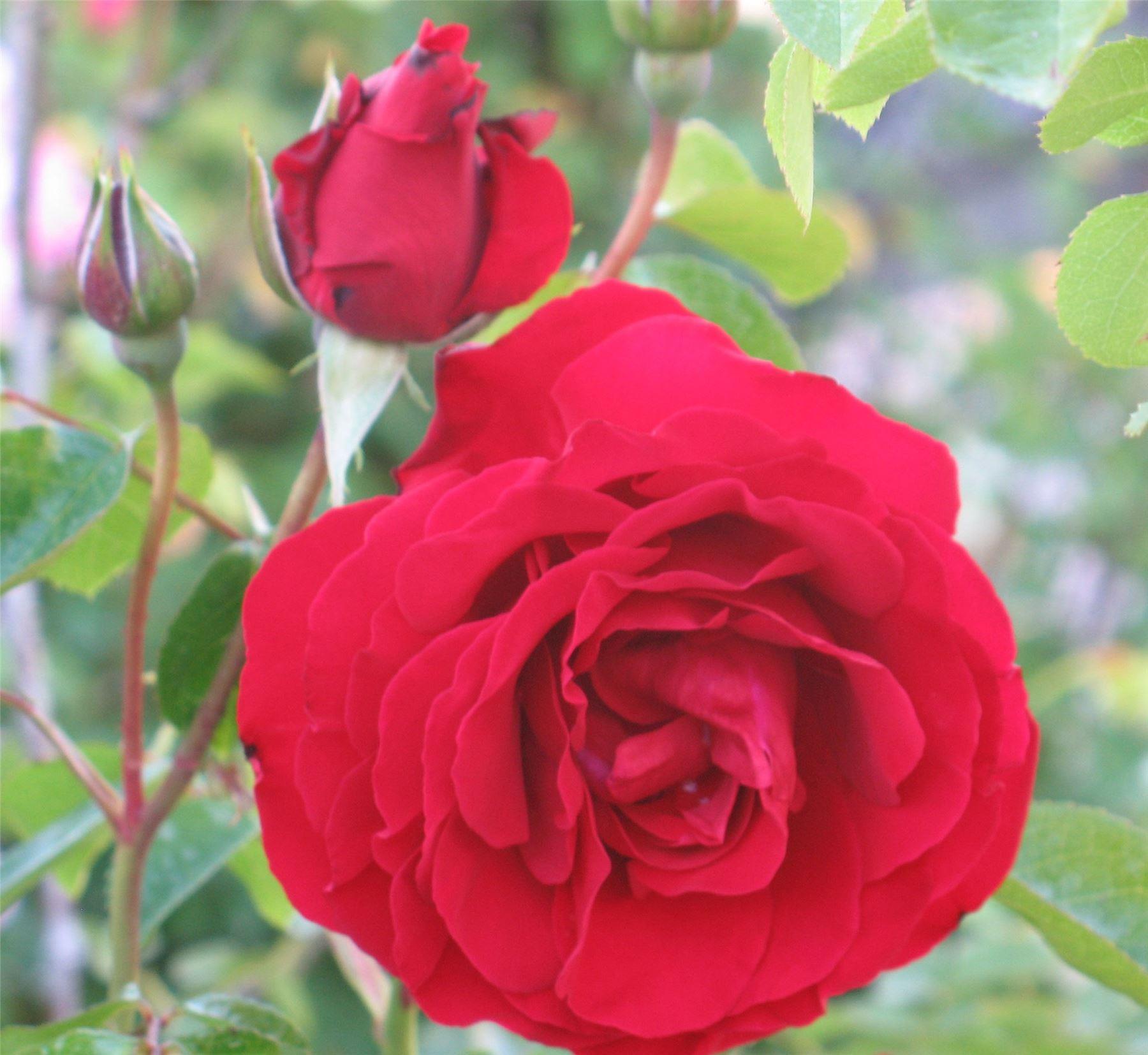 Rose 'Dublin Bay' - Climbing Rose