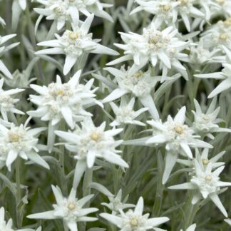 Leontopodium Alpinum - Edelweiss