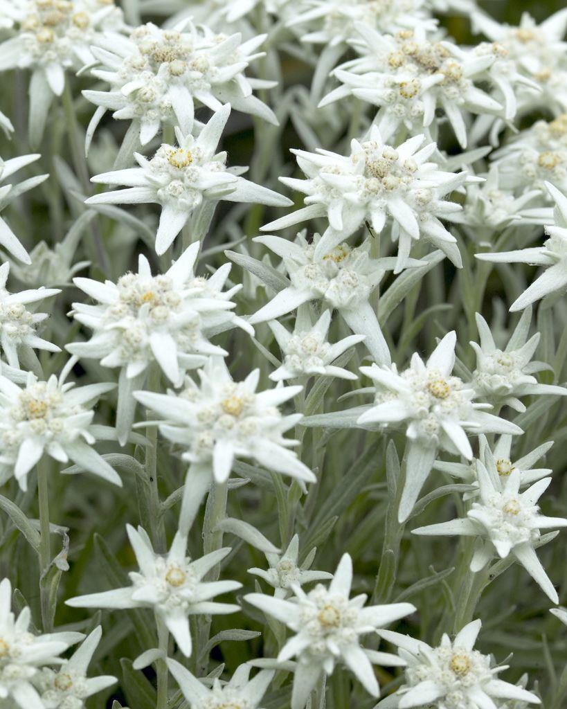 Leontopodium Alpinum - Edelweiss