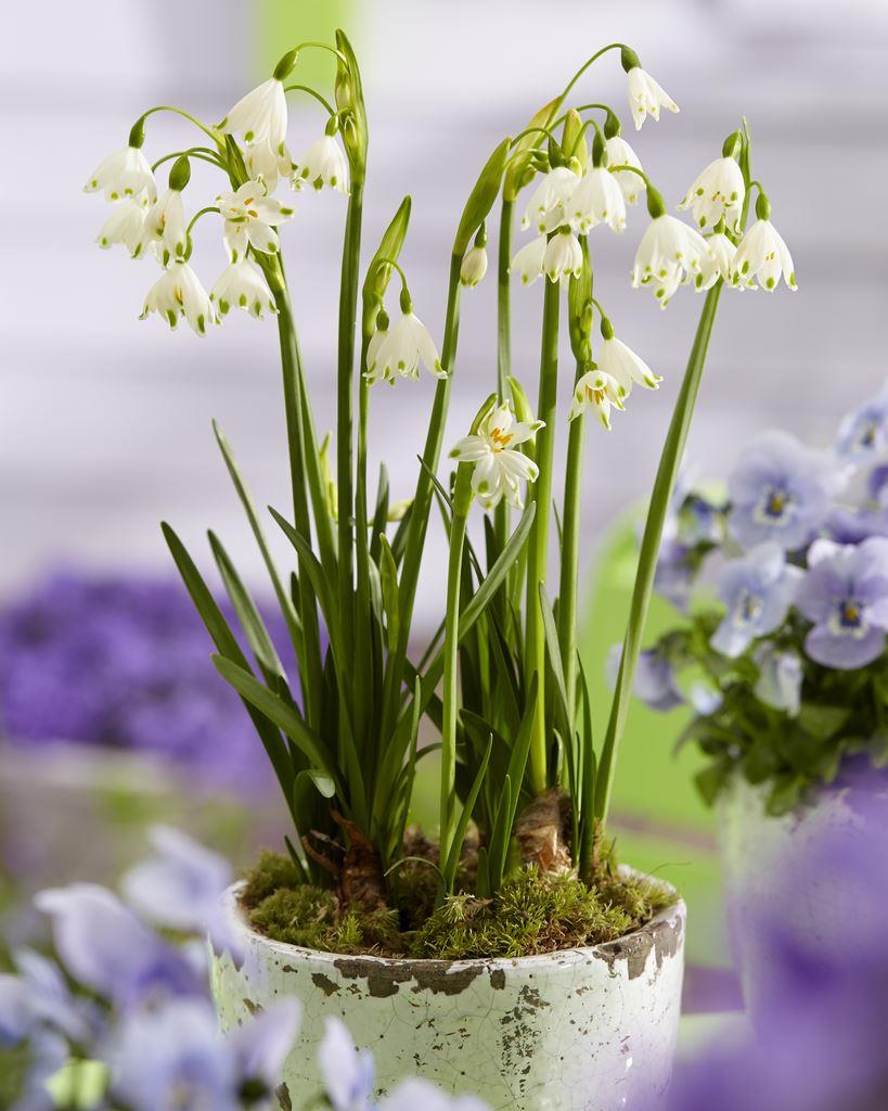 Leucojum Aestivum - Snowbells or Summer Snowflakes - Pack of 10 Bulbs