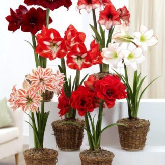 Amaryllis Mega Bag - Pack of Six in Assorted Varieties - Ideal Home Decor