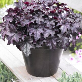 Heuchera Blackberry Jam