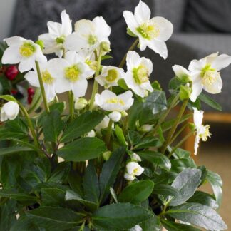 Helleborus Niger 'Christmas Carol' - White Hellebore in Bud & Bloom