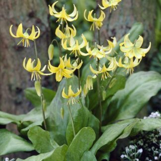 Erythronium Pagoda - Pack of 2 Bulbs