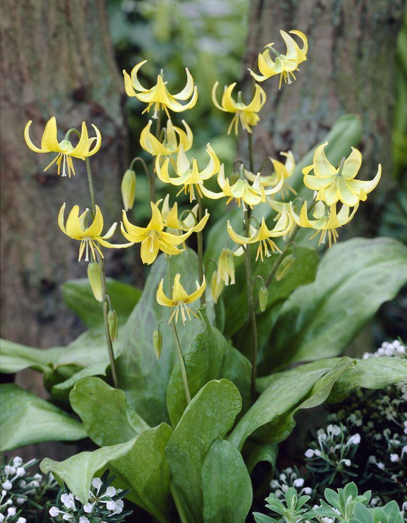 Erythronium Pagoda - Pack of 2 Bulbs