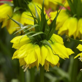 Fritillaria Imperialis Lutea - Golden Crown Imperial Fritillary