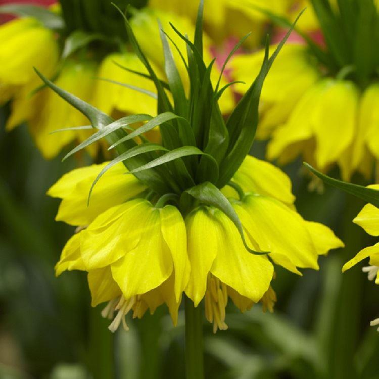Fritillaria Imperialis Lutea - Golden Crown Imperial Fritillary