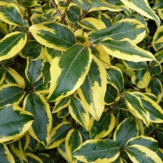 Elaeagnus Ebbingei Gilt Edge
