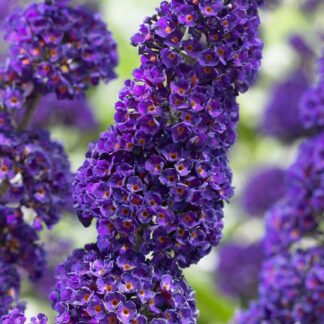 Buddleja Davidii Black Knight - Buddleia - Butterfly Bush