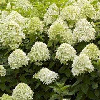 Hydrangea Paniculata Limelight