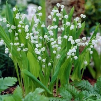 Lily of The Valley - Convallaria Majalis - Pack of 10 Plants