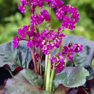 Bergenia 'Eroica' - Elephant Ears