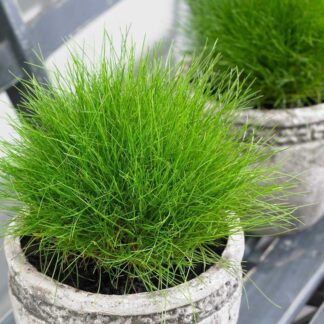 Festuca Gautieri Green - Pack of Three