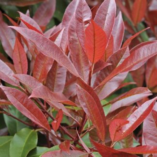 Photinia Red Robin Hedge - Volcano - Circa 120-140cm Evergreen Shrub