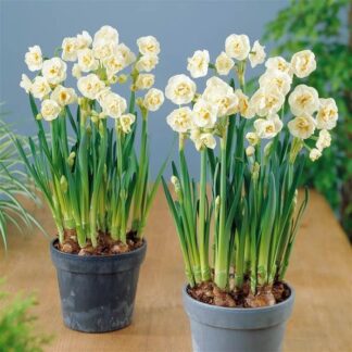 Narcissus Bridal Crown - Fragrant Double Flowering Daffodils - Pack of 8