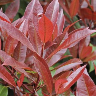 Photinia Red Robin Hedge