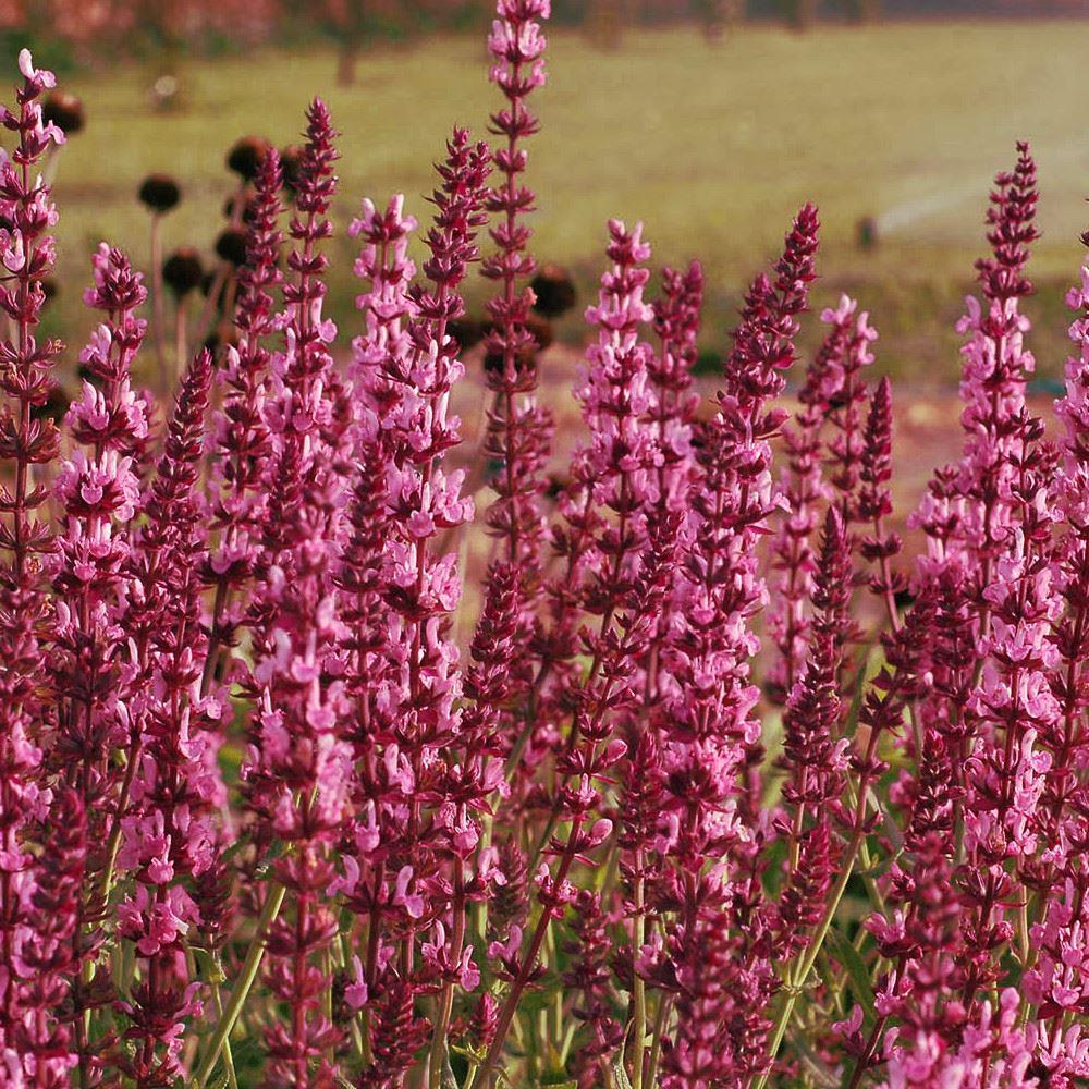 Salvia Nemerosa x Superba Pink - Rose Queen Salvia
