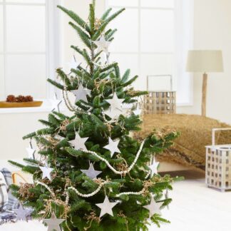 Large Potted Blue Cone Korean Fir - Abies Koreana - Fresh Christmas Tree Circa 150cm