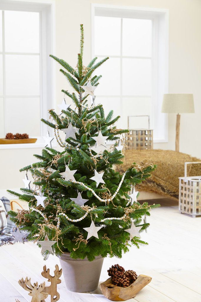 Large Potted Blue Cone Korean Fir - Abies Koreana - Fresh Christmas Tree Circa 80-100cm Tall