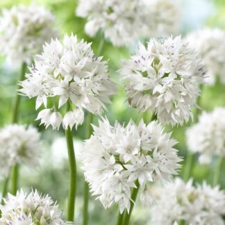 Allium Amplectens 'Graceful Beauty' - Pack of 10 Bulbs