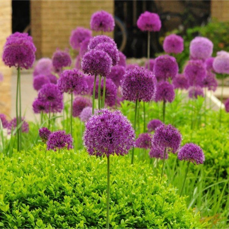 Allium Hollandicum Purple Sensation - Pack of 5 Bulbs