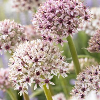Allium Silver Spring - One Bulb