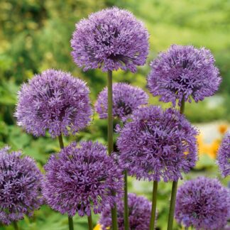 Allium Aflatunense - Pack of 3
