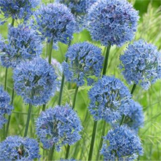 Allium Caeruleum Azureum - Pack of 30 Bulbs