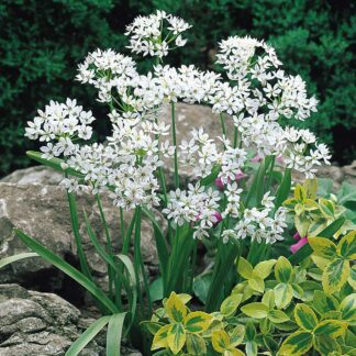 Allium Neapolitanum - Pack of 50 Bulbs