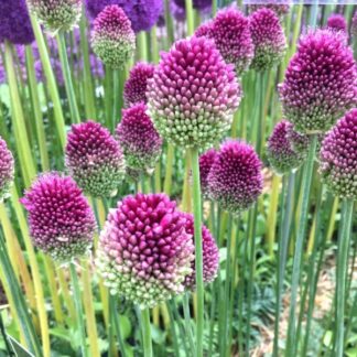 Allium Sphaerocephalon - Pack of 20 Bulbs