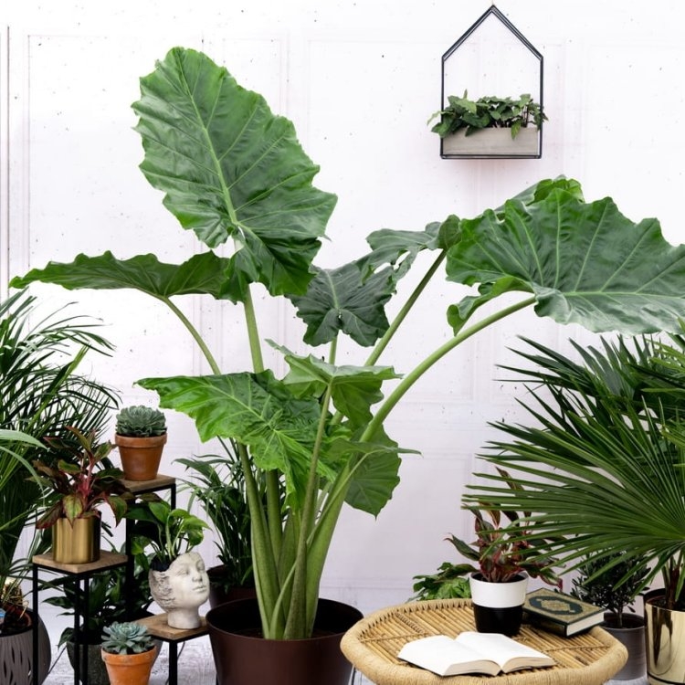 Alocasia Portodora - Upright Elephant Ear - 80cm