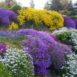 Alpine Plant Collection - Pack of Eight Alpine Rockery Plants