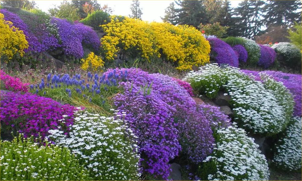 Alpine Plant Collection - Pack of Eight Alpine Rockery Plants