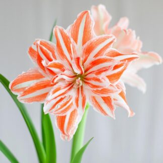 Amaryllis Dancing Queen - Double Orange & White Hippeastrum